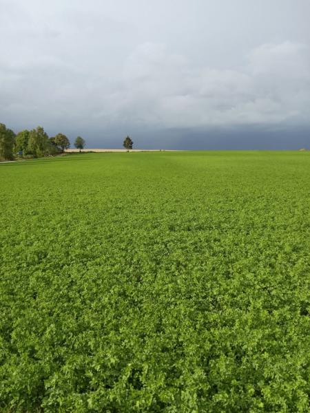 BIO Luzerne Pellets Cobs 'Low Sugar'